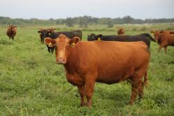 Anthrax can cause the rapid loss of a large number of animals in a short time.