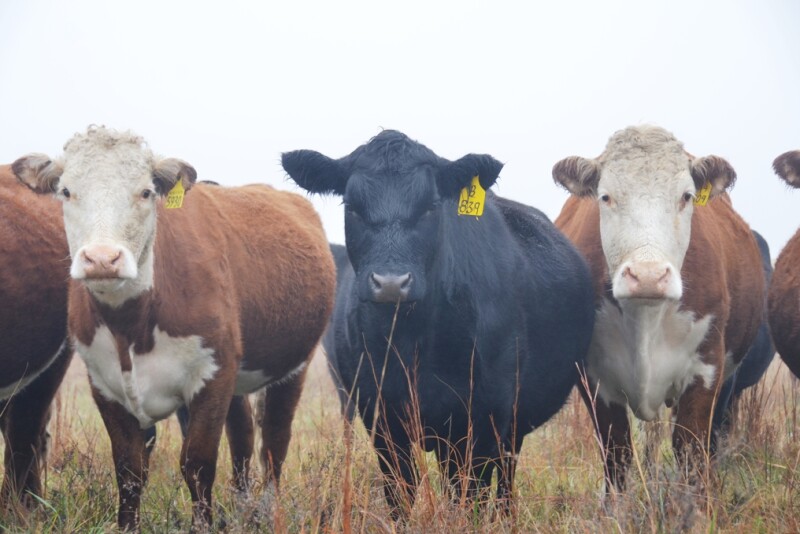 Beef cows 