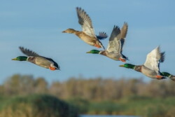 Wild Birds by USDA