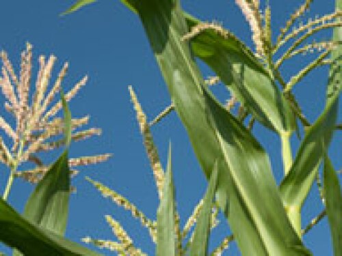 corn-tassel.jpg