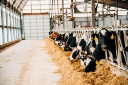 Feeding behavior can signal issues with feed quality, management