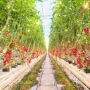  Cherry tomatoes growing at Pure Flavor's Fort Valley, Ga., greenhouse.