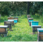 Oke Hives
