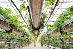 Many rows of metal tubs with strawberry plants shooting out run down the length of a greenhouse. Black irrigation tubes hang throughout. 