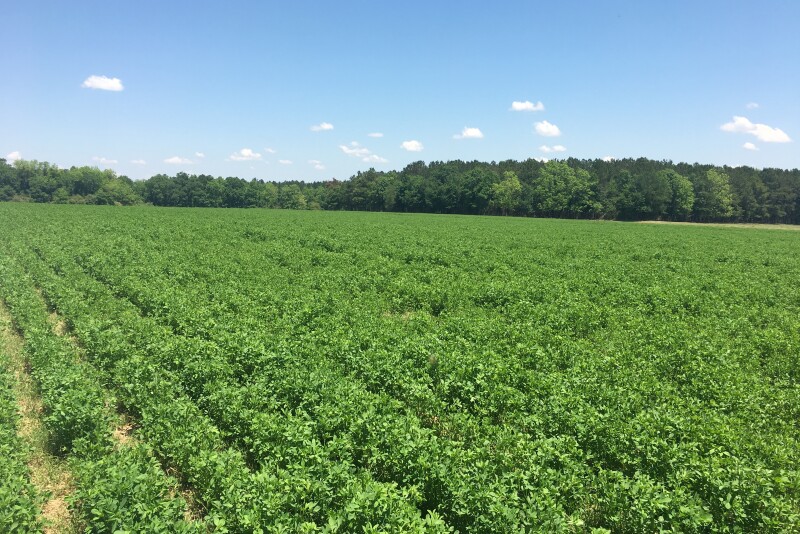 A mixed forage, which does not qualify for an MFP payment, is that with less than 60% alfalfa. 