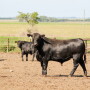 Liver abscesses cost $60 million
