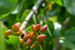 Pistachio orchard
