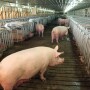 Hog Slat, Inc.