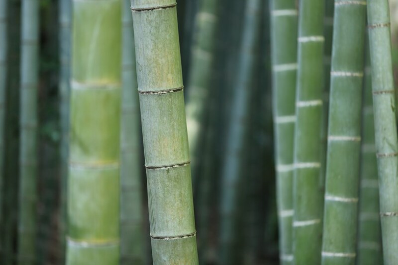 Moso timber is the premier bamboo variety for high value wood products.