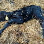 First and foremost, a clinician must be able to appropriately estimate the degree of dehydration of an ill calf during the physical examination.