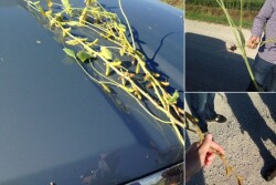 iowa_soybeans_crop_tour_2016