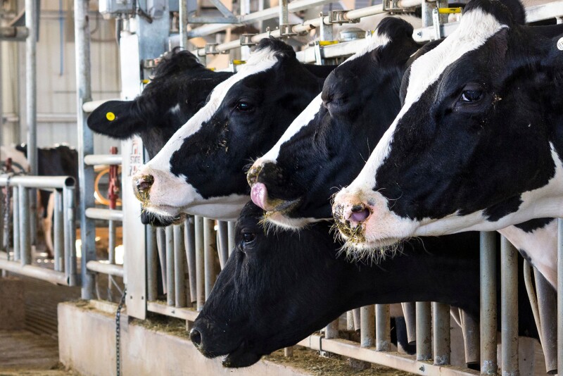 dairy-cattle-feeding2500.jpg