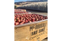 January traditionally is the biggest apple month of the year for CMI Orchards, which markets the Daisy Girl Organics brand, says Loren Foss, organic manager. “People start thinking healthy and buying healthy,” he says.