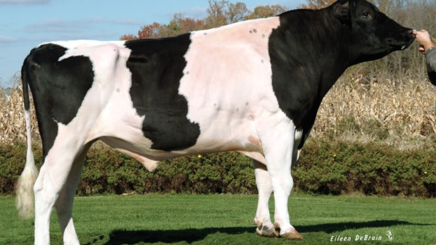 Tlay Bull World-Renowned Toystory Bull Has Died - Dairy Herd
