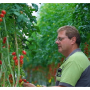Enza Zaden has identified a gene that resists the Tomato Brown Rugose Fruit Virus, and will be developing varieties for commercial growers.