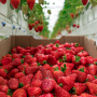 NFF_Strawberries_Photo_2 WEB.png