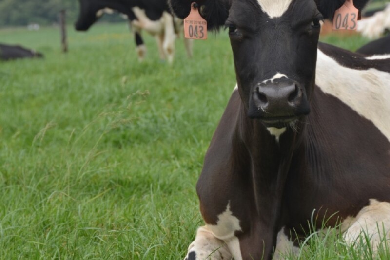 DT_Grazing_Dairy_Cattle