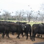Fly control is a key component in preventing spread of the virus.