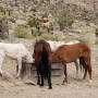Horses in Nevada's Red Rock Canyon National Conservation Area.