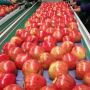 Honeybear Brands Honeycrisp apples from Chile are coming soon.