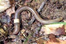 The invasive, jumping worm makes its way through 14 states in the Midwest, disturbing native soil and plant specie, causing an infestation with only one worm.