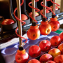 Robotics Plus’ robotic Aporo apple packer won the New Zealand Trade & Enterprise Most Innovative Hi-Tech Agritech Solution