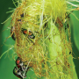 Japanese beetle populations are significant in some parts of the Corn Belt this year.