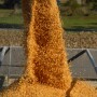 corn harvest