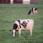 Holsteins grazing.