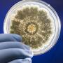 petri dish containing the fungus Aspergillus flavus
