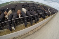 GoPro Feedlot Cattle