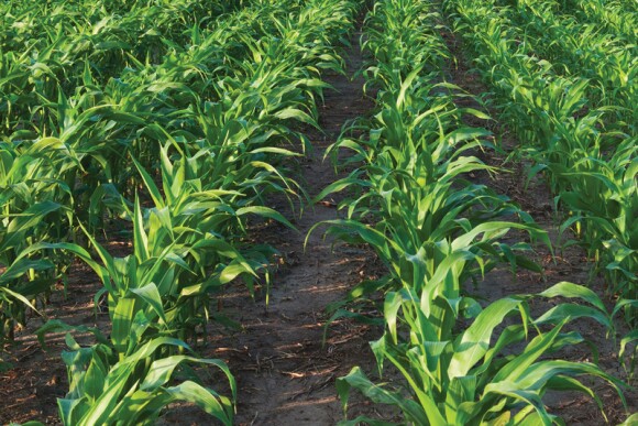 The Center for Biological Diversity (CBD) filed a lawsuit on Wednesday to “challenge the EPA’s fuel volume requirements for corn ethanol and other biofuels” for 2020, 2021 and 2022, according to CBD’s press release.
