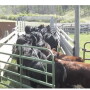 Figure A. By preforming a dry run across the open scale, the animals learn the route, that there is a way out, and nothing bad will happen to them. 