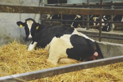 This common metabolic disease can affect even the healthiest cow.