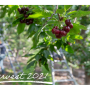 northwest cherries