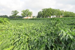 crop insurance