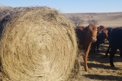 Hay