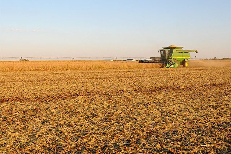 Soybean harvest