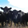 Dry Conditions. Unabated cow slaughter. Record Prices. This list of known factors weighs on the unknowns of the future to be seen in the cattle markets and industry. Scott Brown shares insight to what we may see in the coming months.