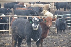 BT_Fat_Cattle_Feedlot