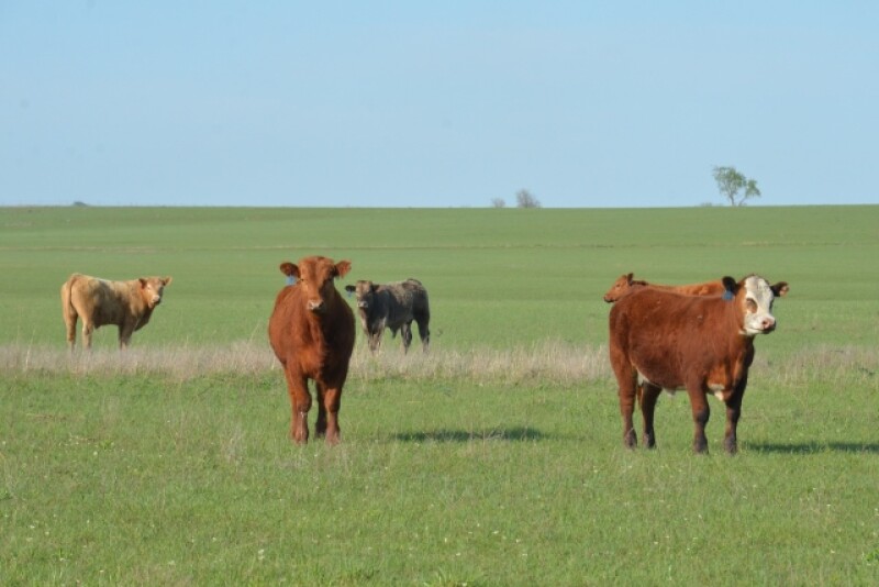 BT_Stocker_Cattle_Kansas