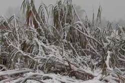 Snow-covered sugarcane.