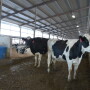 DT_Dairy_Cows_Free_Stall