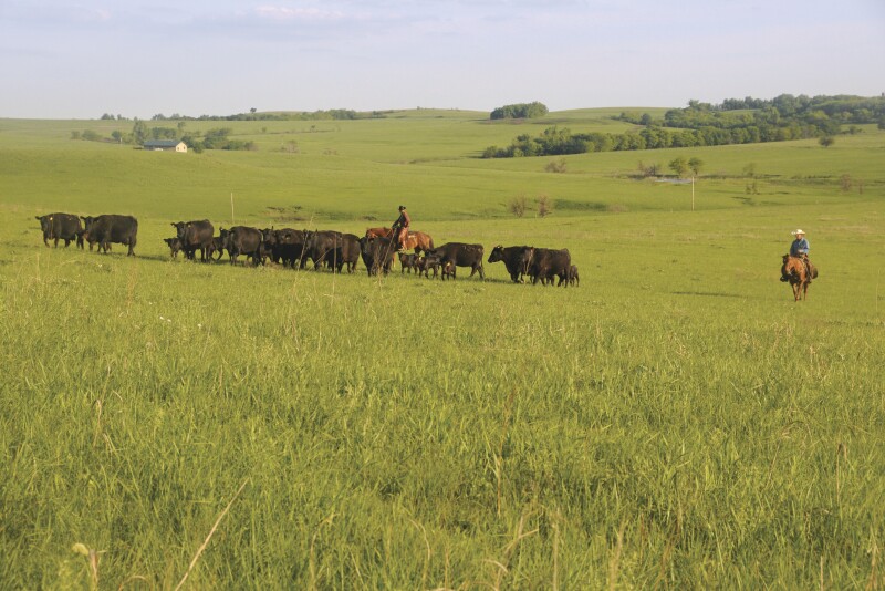 Contentious battles continue over the beef industry’s self-help program