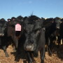 BT_Stocker_Cattle_Close_Up