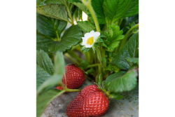 cal strawberries
