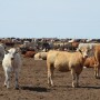 BT_Feedlot_Cattle_Texas
