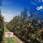 Jazz orchard. Photo courtesy T&G Global