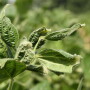 DICAMBA_2