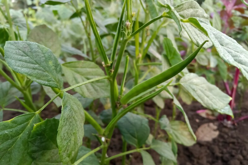 Guar_AdobeStock